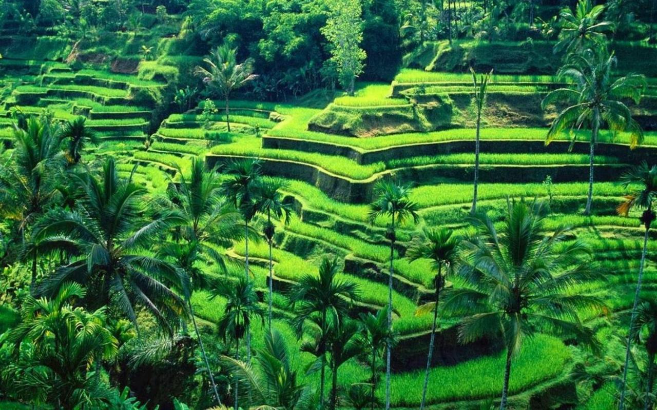 White Creative Campuhan * Ubud